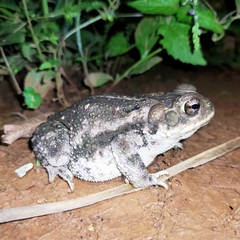 Incilius mazatlanensis