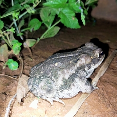 Incilius mazatlanensis