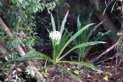 Crinum pedunculatum