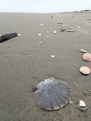 Pecten novaezelandiae