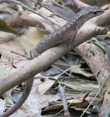 Saproscincus spectabilis