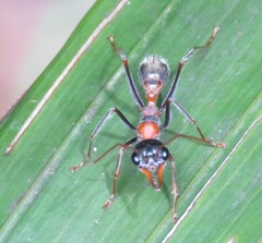 Myrmecia nigrocincta