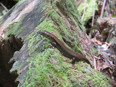 Silvascincus murrayi