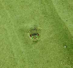 Tetractenos glaber