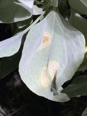 Puccinia enceliae
