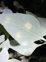 Puccinia enceliae