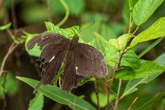 Papilio helenus