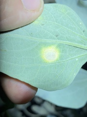 Puccinia enceliae