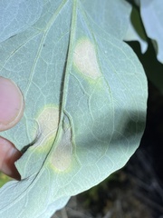 Puccinia enceliae