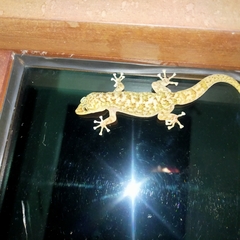 Phyllodactylus tuberculosus