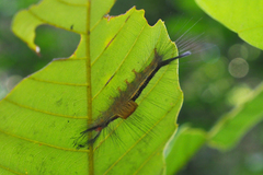 Dasychira chekiangensis