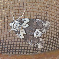 Cryphia leucomelaena