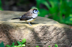 Stizoptera bichenovii