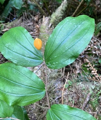 Prosartes smithii