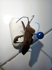 Anoplocnemis