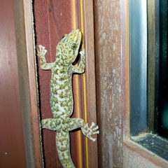 Phyllodactylus tuberculosus