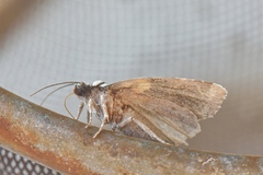 Cryphia leucomelaena