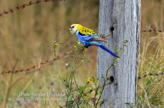 Platycercus adscitus