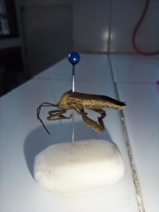 Anoplocnemis