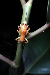 Camptonotus carolinensis