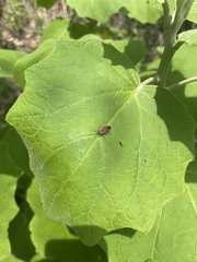 Neacoryphus bicrucis