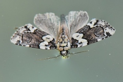 Cryphia leucomelaena