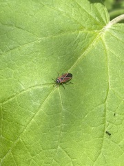 Neacoryphus bicrucis