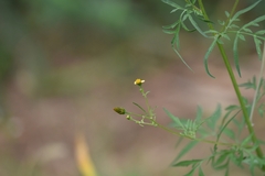 Bidens subalternans