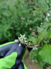Solanum nigrum