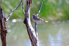 Plectorhyncha lanceolata