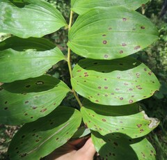Phyllosticta convallariae