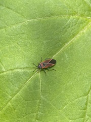 Neacoryphus bicrucis