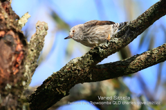 Daphoenositta chrysoptera