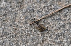 Messor aciculatus