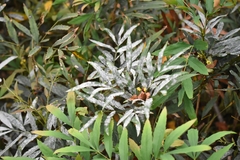 Microsphaera multappendicis