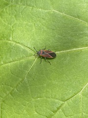 Neacoryphus bicrucis