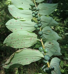 Phyllosticta convallariae