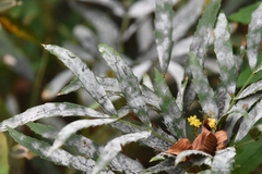 Microsphaera multappendicis