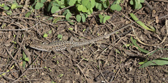 Podarcis siculus