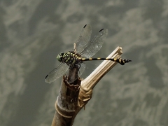 Ictinogomphus decoratus