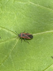 Neacoryphus bicrucis