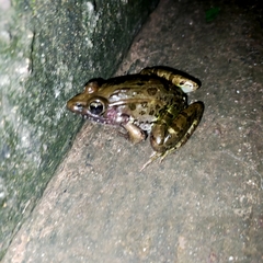 Lithobates forreri