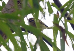 Phylloscopus inornatus