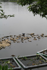 Porphyrio poliocephalus