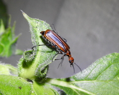 Pyrota tenuicostatis