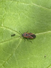 Neacoryphus bicrucis