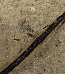 Limnometra