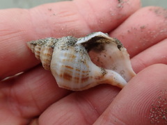 Austrofusus glans