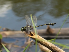 Ictinogomphus decoratus