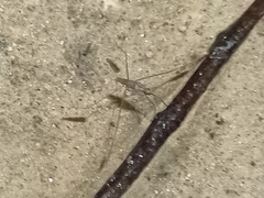 Limnometra
